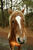wild horses drinking water at a pond